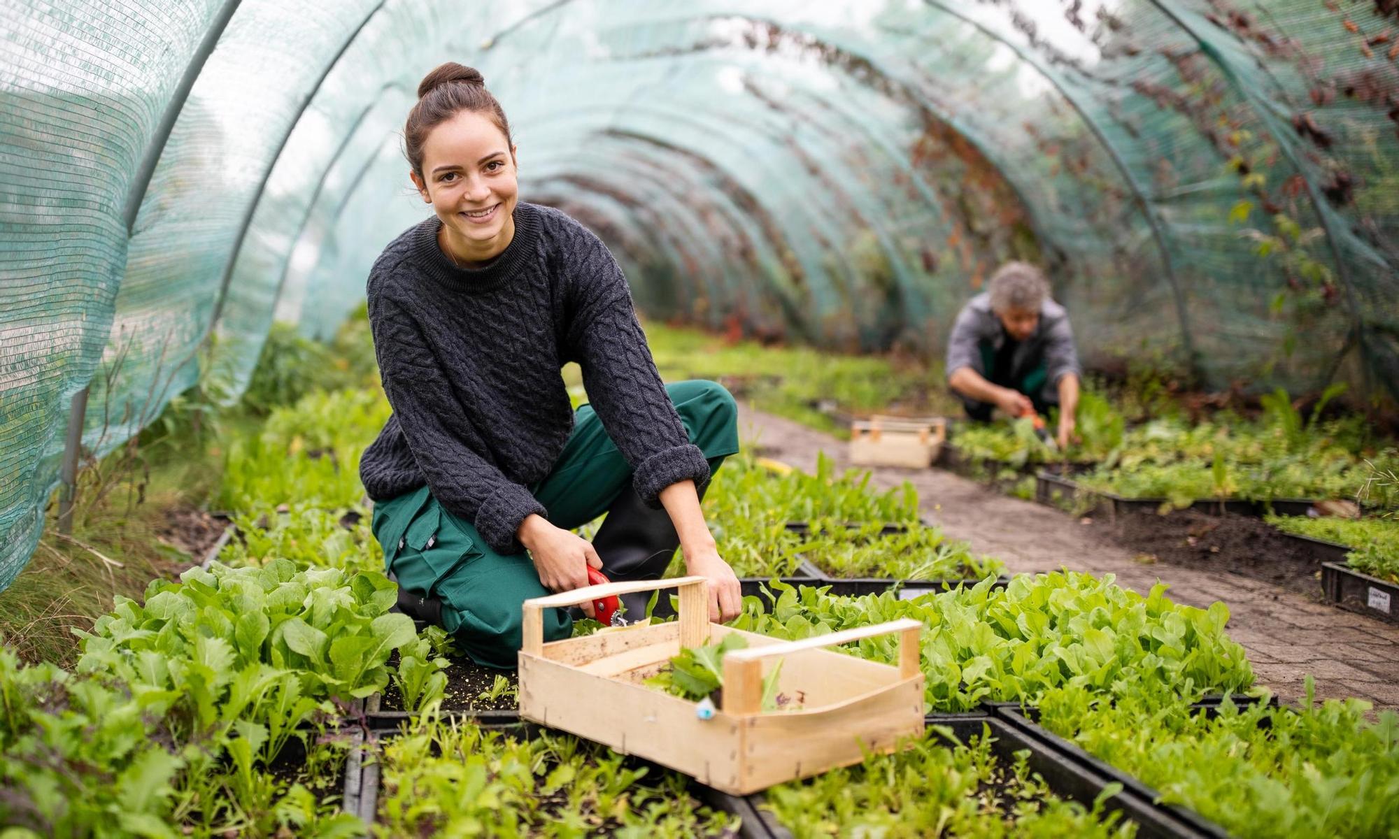 Female worker working on seedlings in greenhouse
