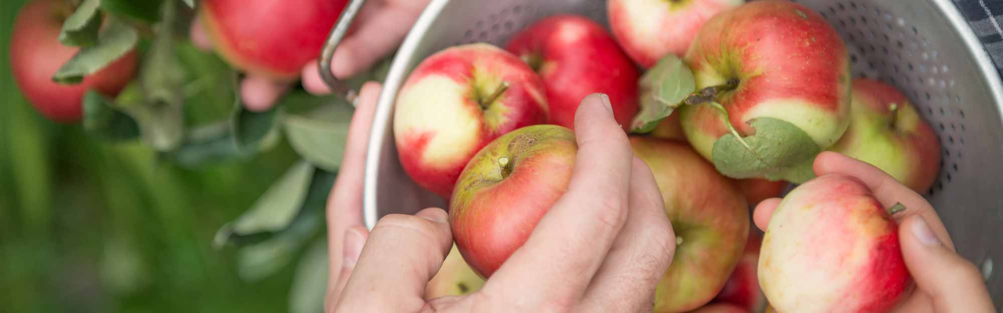 Händer som plockar röda äpplen och lägger de i en hink