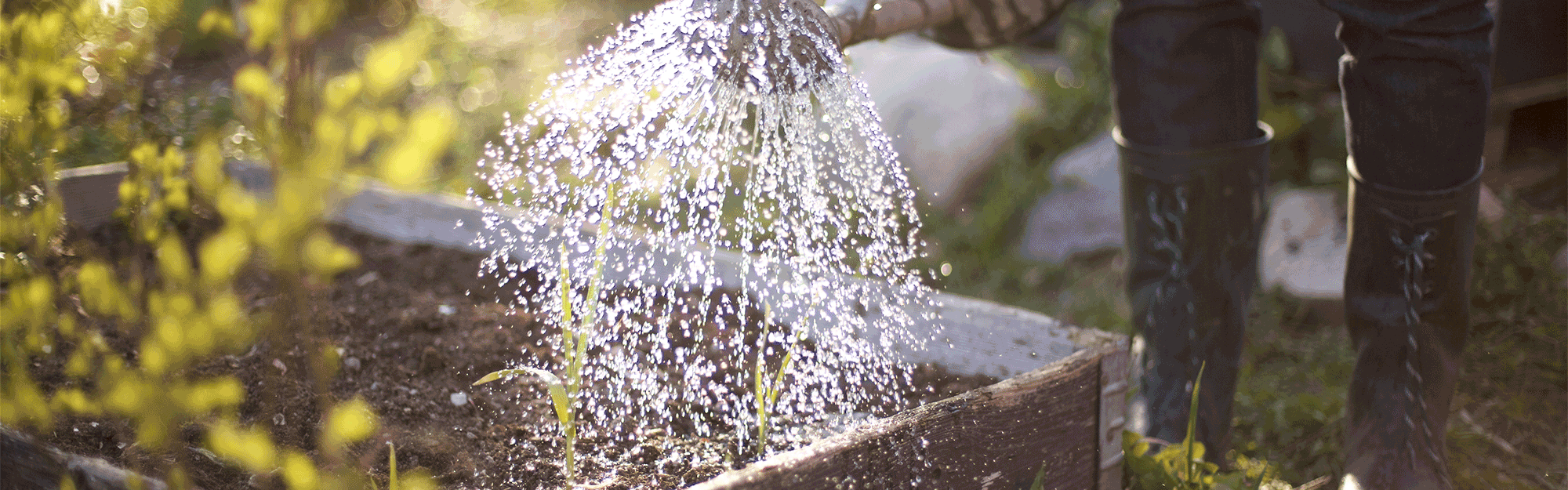 Vattnar med vattenkanna i trädgården