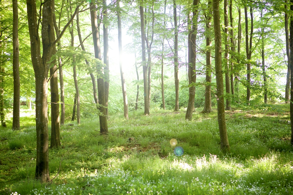 skog i motljus